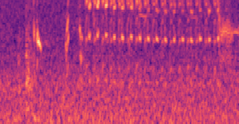 Magenta Distorted